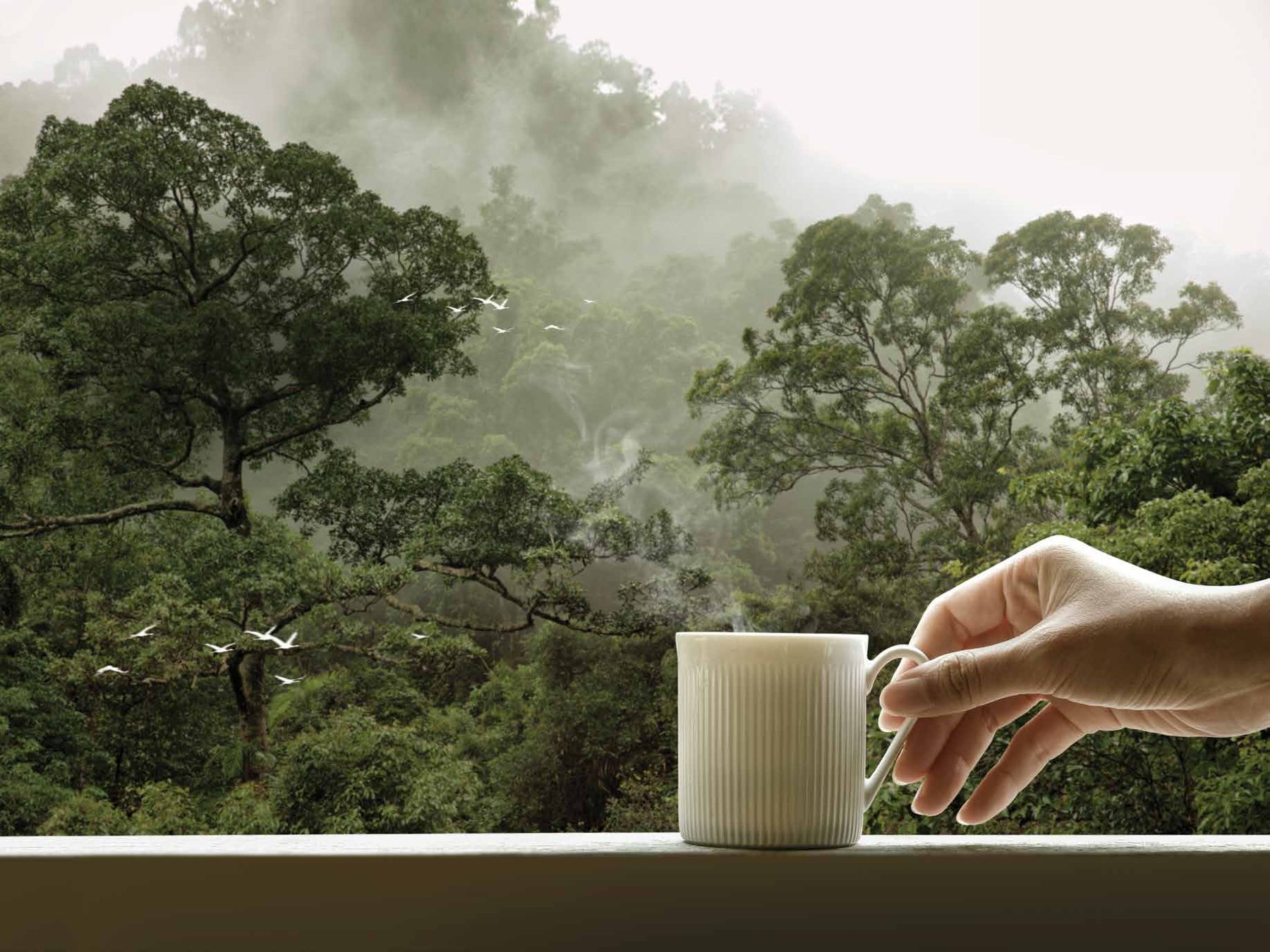 Rainforest morning